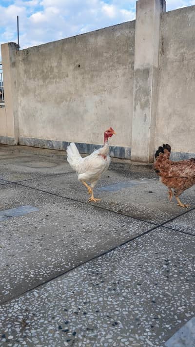 Golden Misri Murghi | Naangi Murghi