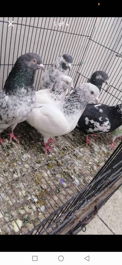 high flying pigeons for sale
