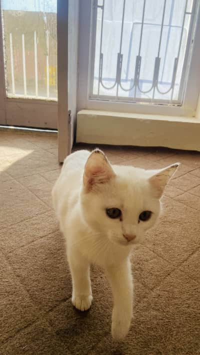 Persian Cat Single Coat