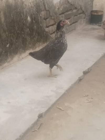 BREEDER EGG LYING DESI FEMALE FOR SALE