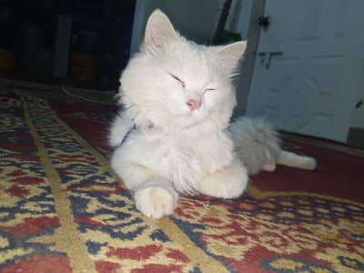 cat sell urgent complete saman