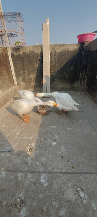 White Long neck big bucks available