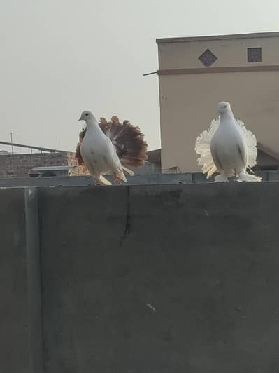 English Peogins for sale