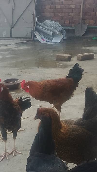 ghr ka Pala huwa murga healthy and active