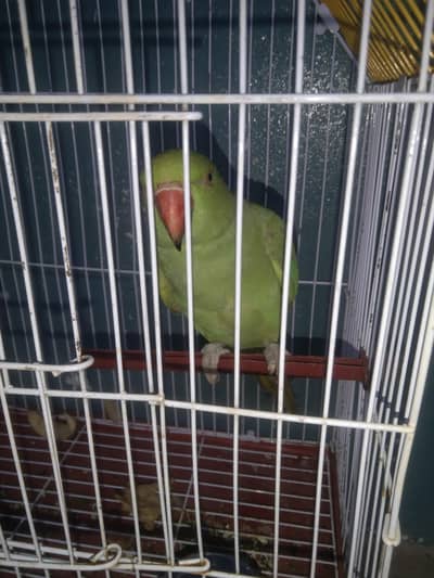 ringnack parrot