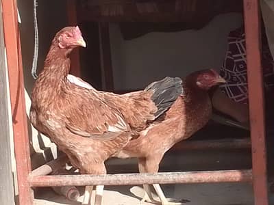 2 Pure Aseel female available