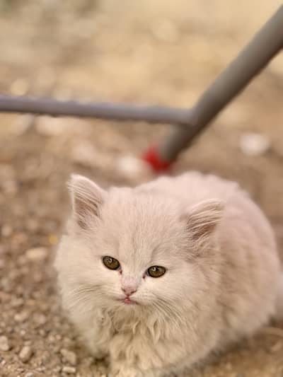 fat food and cage included