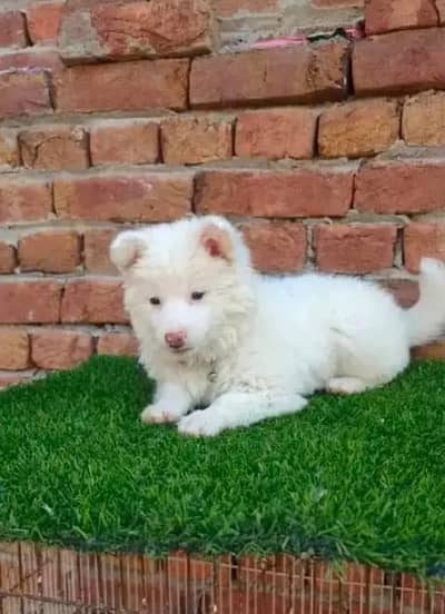 Russian puppy dog eag 2 month   0314/1372/694 WhatsApp