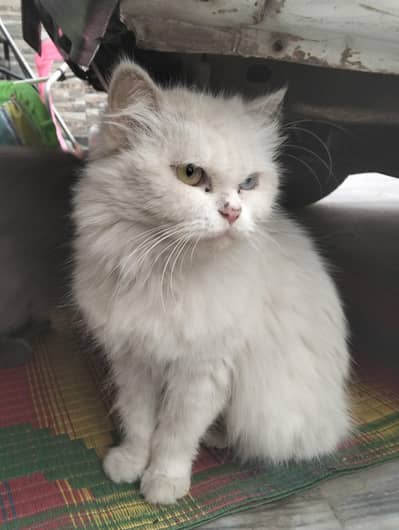 kitten and mother for sale