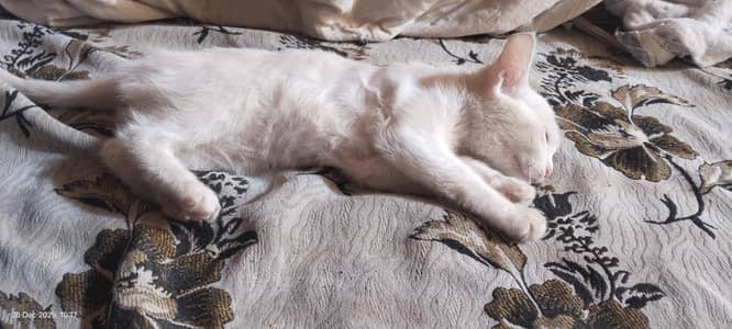 white cat in double Court