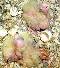 Cocktaile chicks