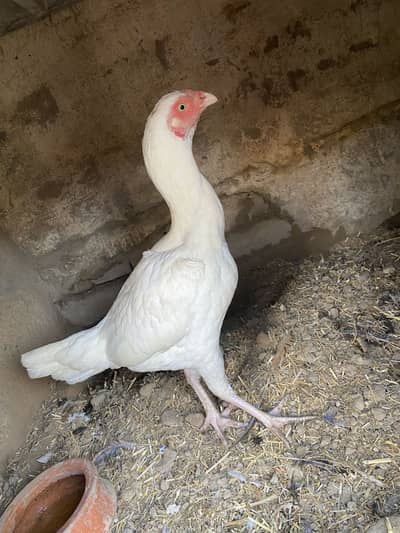 White heera aseel female