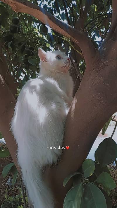 Persian cat for sale