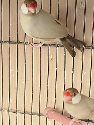 Fown java breeder pair for sale