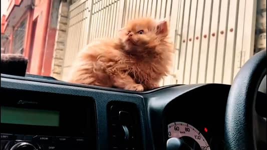 Persian tripple coat kitten for sale 03145855018