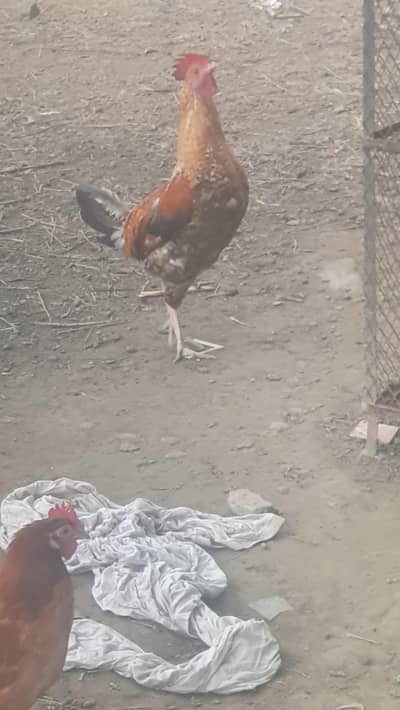 Aseel morga or do dasy for sale