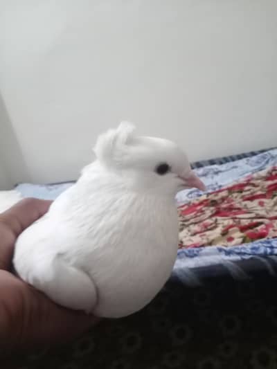 laka kabuter full withe