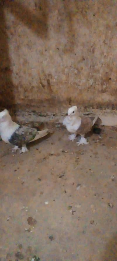 centinet and lacka contact number 03702794087