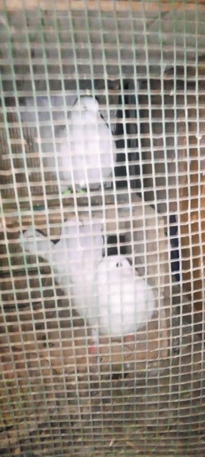 lacka pigeons  contact number 03702794087
