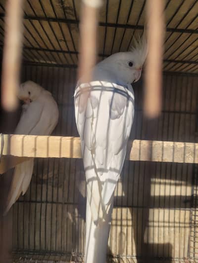 coctail eno bonded pair