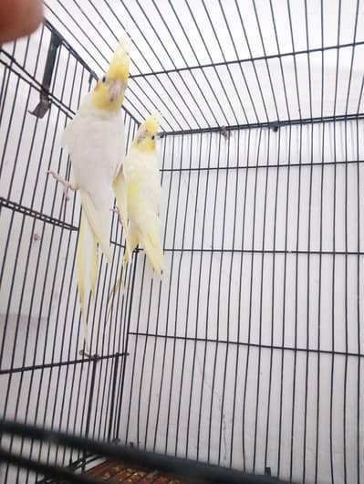 coman wait coctail pair for sall  naila tail fly all oky