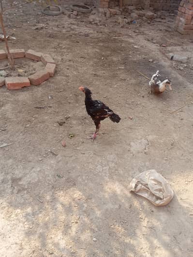 Thai cross chick male