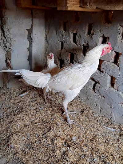 paper white Thailand aseel Heera    pair  full active