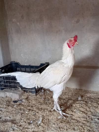 paper white Thailand aseel Heera murga full active