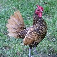 golden sebright male