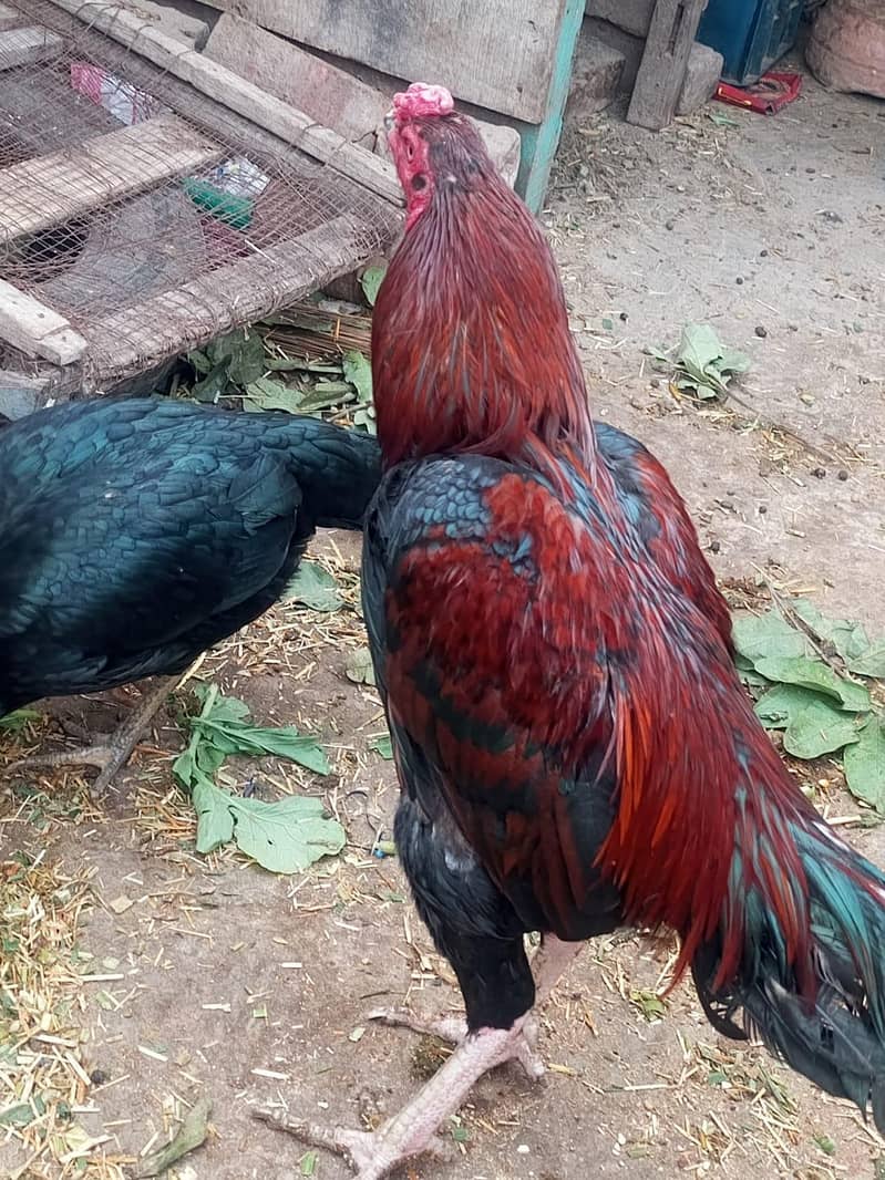 hen pair 7