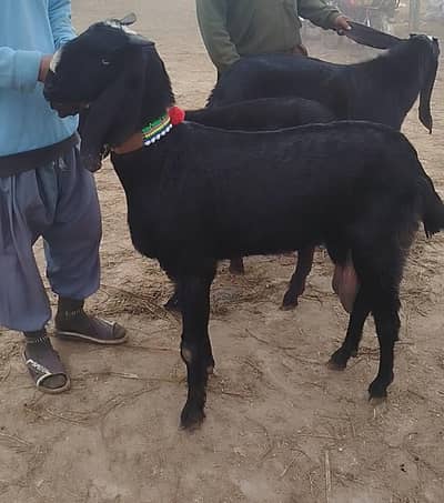 beetal bakri 33 . . 34 height