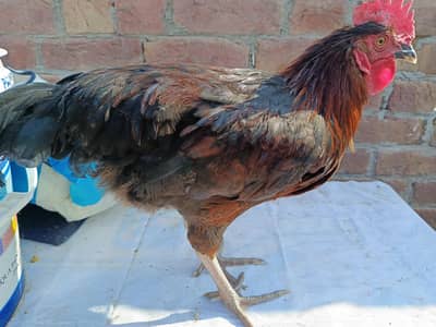 rir misri gold austrlop