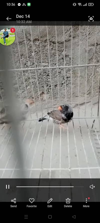 Male 3b/Lightback 3b/Cfw