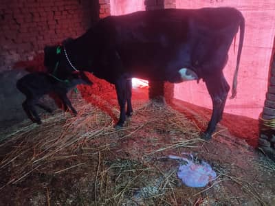 jersey Frizan cow for sale