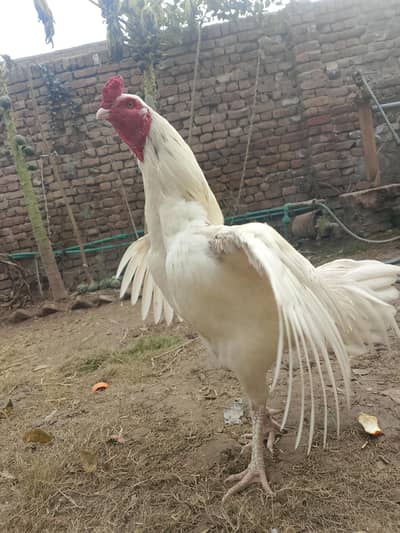 best qualit aseel heera