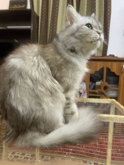Persian cat female