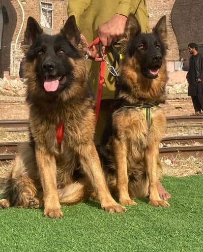 German Shepherd long coat Pair / german shepherd dog / TOP quality do