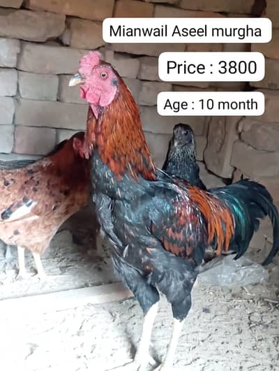 aseel | pakistani aseel | Lakha aseel | Mushka | Cheena Aseel |hens