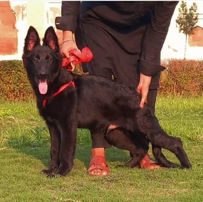 Black German shepherd long coat male 4 month age available