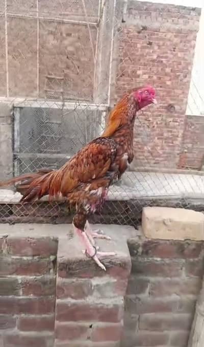 aseel murga long height Whatsapp 03261738906