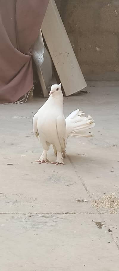 Pigeon for sale