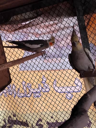 cocktail and love bard pair