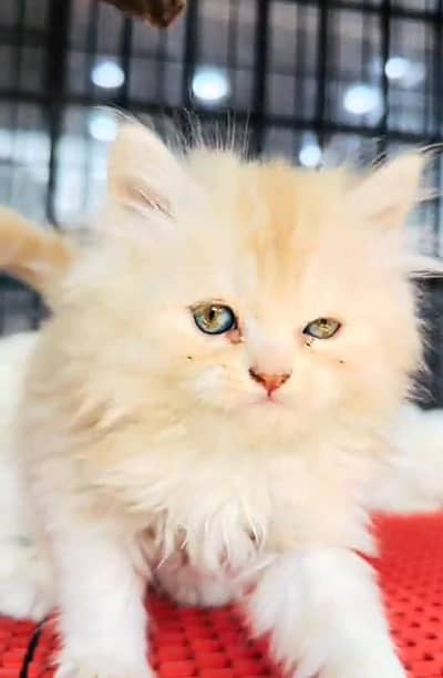 Punch face kitten for sale   WhatsApp, 03126762031