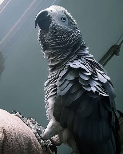 Urgently selling hand tamed,talkative African grey