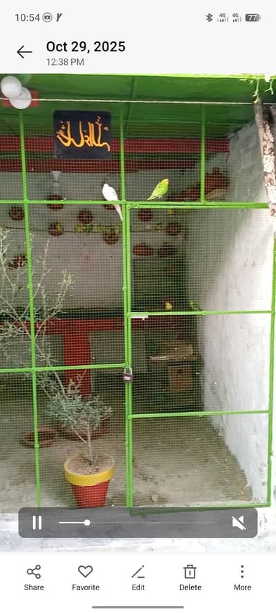 Australian parrots breeder pairs