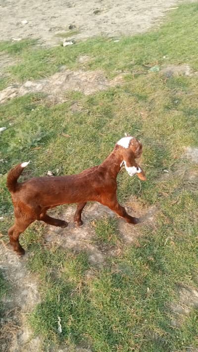 makhan chini ayk batcha nar