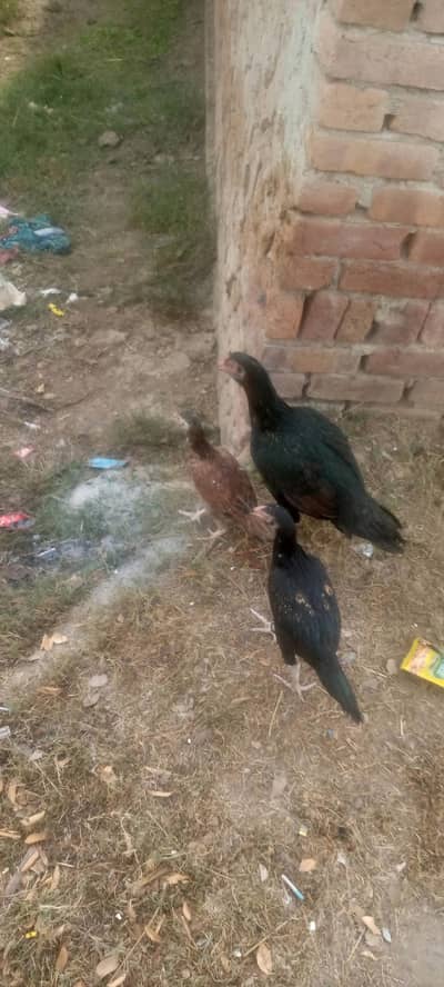 One hen and patha and pathi for sale