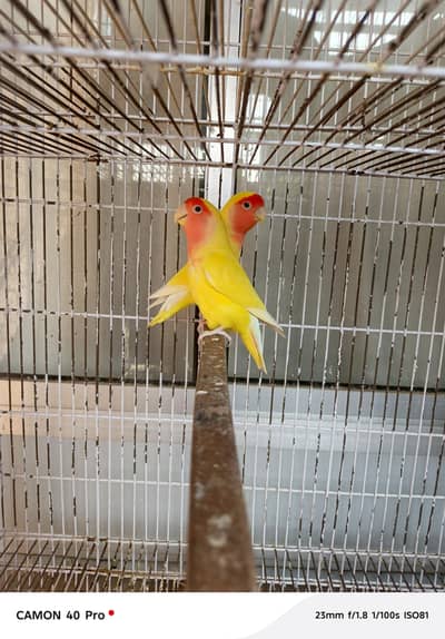 lovebirds setup for sale