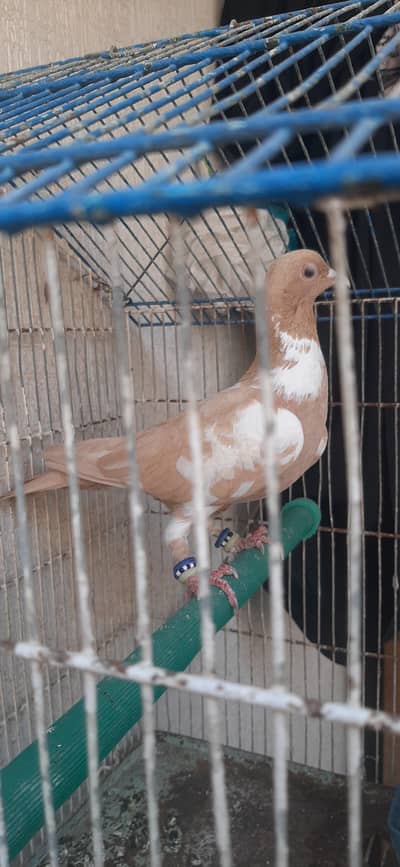 Patti wali madi for sale.