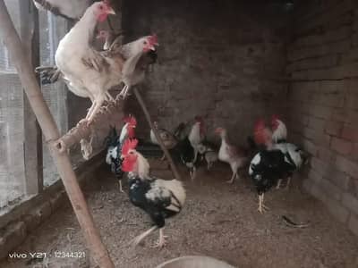 Dhandarwi murghian - دندھاروی مرغی - انڈے دینے والی ہیں